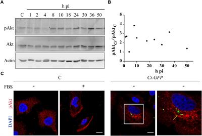 Akt/AS160 Signaling Pathway Inhibition Impairs Infection by Decreasing Rab14-Controlled Sphingolipids Delivery to Chlamydial Inclusions